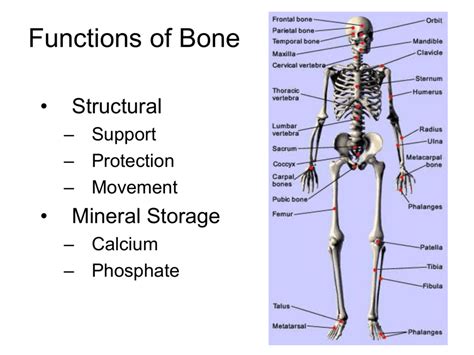 Functions Of Bone