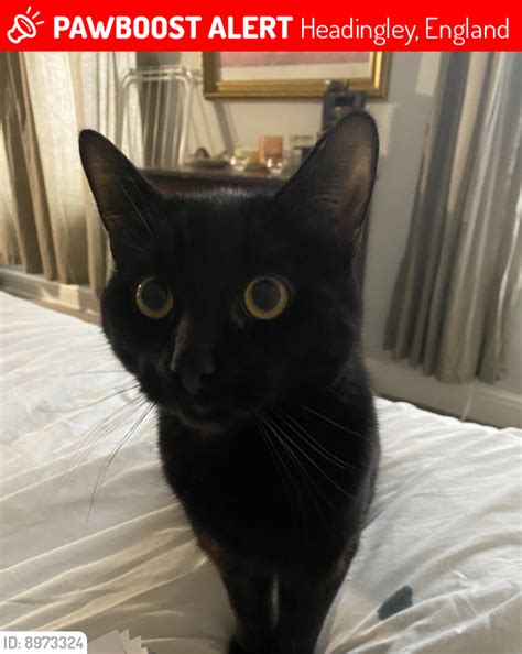 Lost Male Cat In Headingley England Named Salem Id 8973324 Pawboost