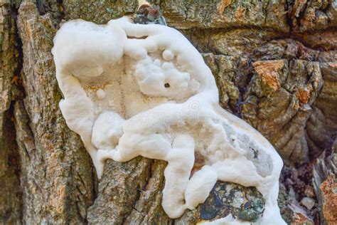White Mushroom Fungus Grows Parasitize On Old Tree Trunk Stock Photo