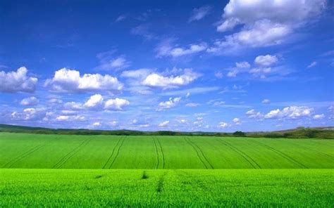Green Fields With Blue Sky