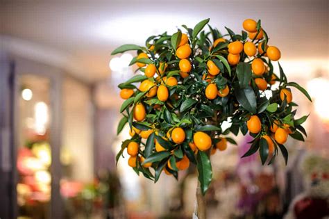 Best Tropical Fruits To Grow Indoors Everything You Need To Know Fruits Gardener