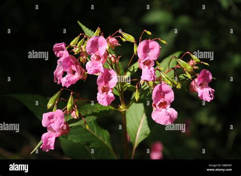 Impatiens Glandulifera Himalayan Balsam Stock Photo Alamy