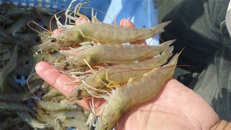 World Ocean Day Spotlight On The Potential Of Sustainable Shrimp In