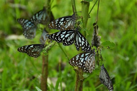 Male Butterflies Mark Their Mates With A Stench To Turn Off Rival Suitors