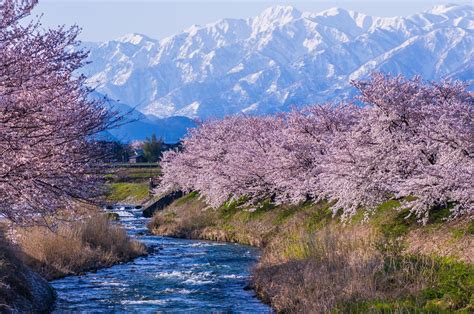 Coming Of Spring Cherry Blossom Japan Scenery Diverse Landscape