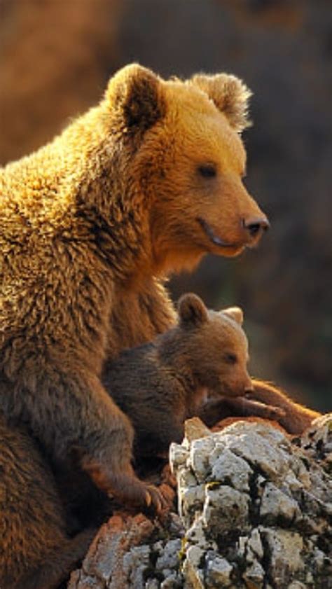 A Grizzly Bear Mom Taking Care Of Her Baby Brown Bear Animals Wild