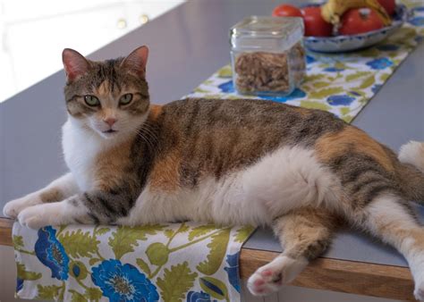 How to keep cats off furniture naturally. How to Keep Your Cat Off the Kitchen Counter