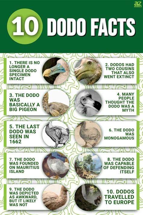 10 Incredible Dodo Facts A Z Animals