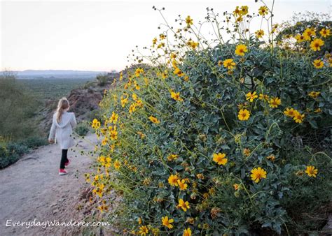 Arizona Wildflowers Best Places To See Beautiful Blooms This Spring