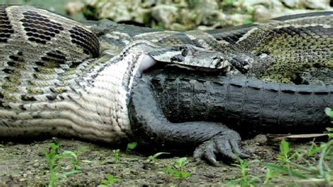 Les CaÏmans Laventure Guyanaise Un Arc à La Main Alligator
