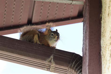 How To Get Rid Of Squirrels In My Soffit Exterminatorhamiltonca