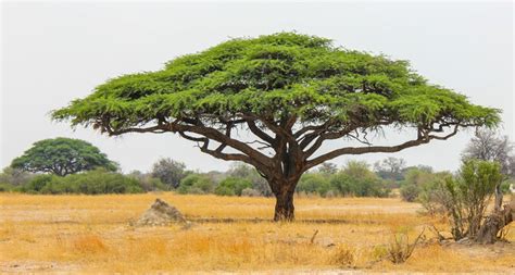 African Grassland Trees