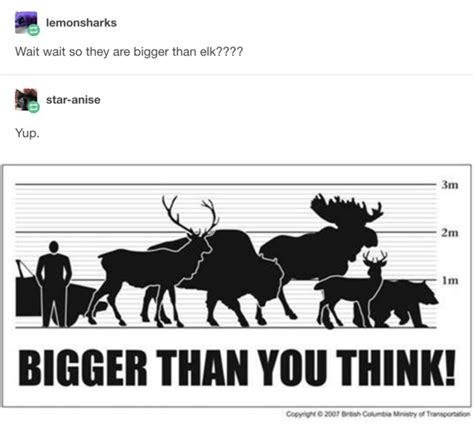 And Then Moose Less Americans Are Like Theyre That Big Really