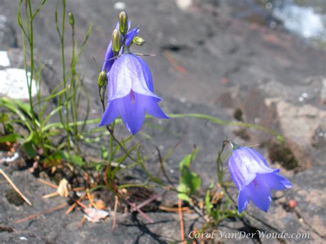 A Bluebell Bellflower And The Rocks And Waves Of Lake Superior The