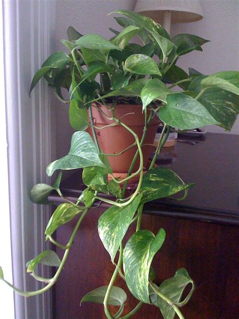 Information On Caring For Pothos Plants Plants Pothos Plant House