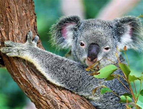 Koalas Declared Endangered In Parts Of Eastern Australia Engoo 每日新聞