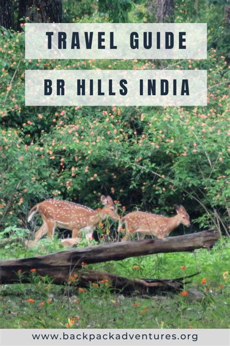 Br Hills A Travel Guide To Biligiri Rangana Betta Backpack Adventures