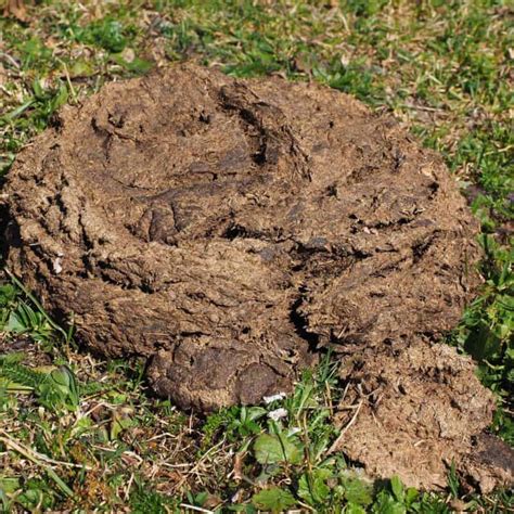 9 Amazing Uses For Cow Dung New Life On A Homestead 2022