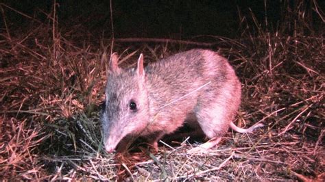 Victorian Bandicoots Rescued From Brink Of Extinction