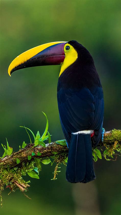 Download Wallpaper 1080x1920 Toucan Bird Exotic Branch Beak Color