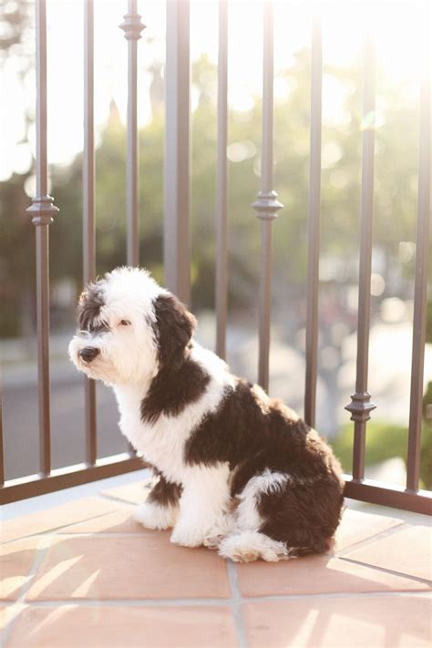 Sheepadoodle Puppy Troy Grover Photographers Blog Sheepadoodle