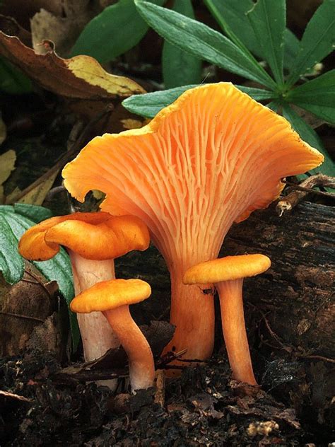 Orange Mushrooms In My Yard