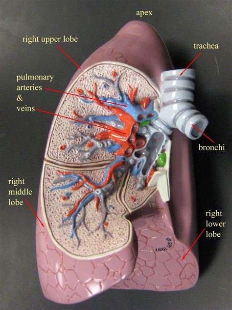 Human Anatomy Heart And Lungs