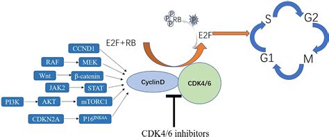 Frontiers Mechanisms And Implications Of Cdk46 Inhibitors For The