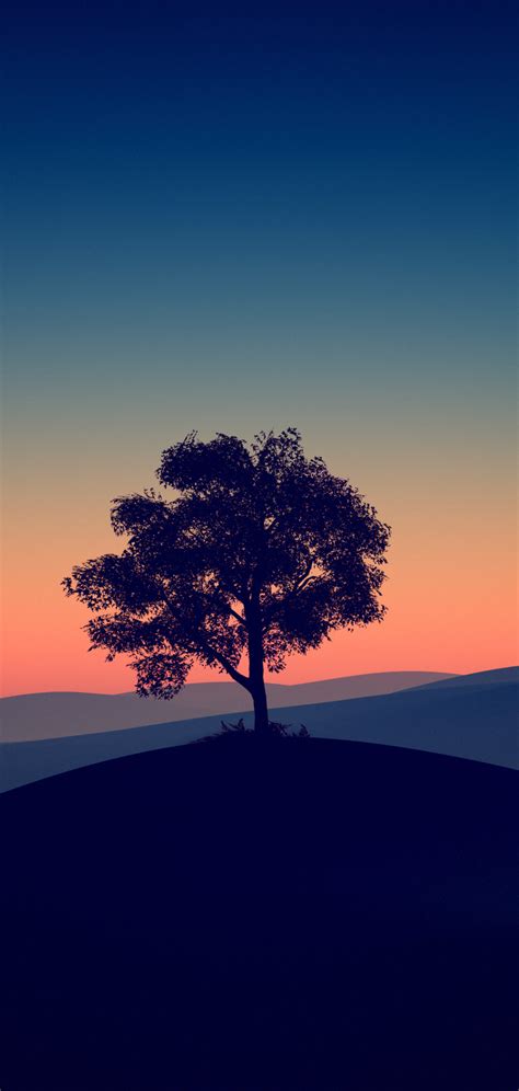 1080x2270 Tree Alone Dark Evening 4k 1080x2270 Resolution Wallpaper Hd