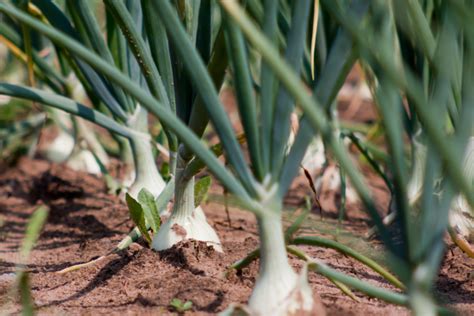 Planting Fall Onions How To Plant Onions This Fall To Harvest Next Year Hydroponic Supplies