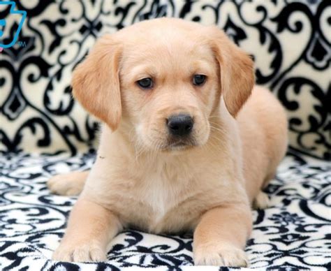Golden Labrador Goldador Puppies For Sale Puppy Adoption Keystone