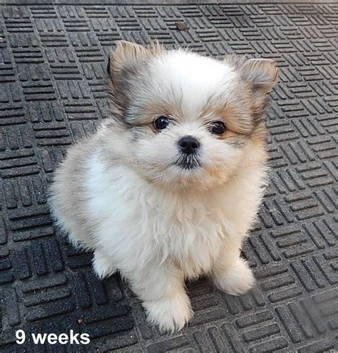 Maybe you would like to learn more about one of these? Shih Tzu Mix Breed | Pomeranian puppy, Puppy grooming ...