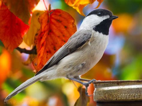 World Beautiful Birds Carolina Chickadee Birds Facts And Latest Pictures