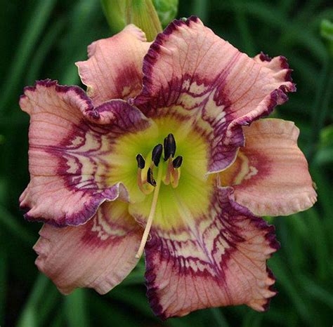 Hemerocallis 'glückliche rückkehr' (reblooming daylily). The Daylily Dictionary: Pattern
