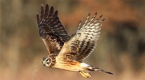 7 species of hawk in maryland