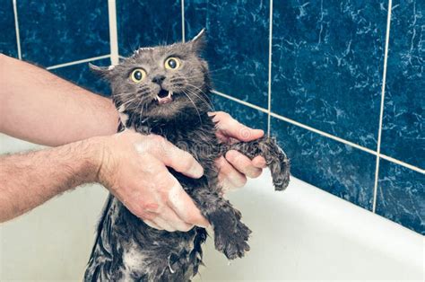 Bathing A Gray Cat In The Bathroom Stock Image Image Of Cute Look