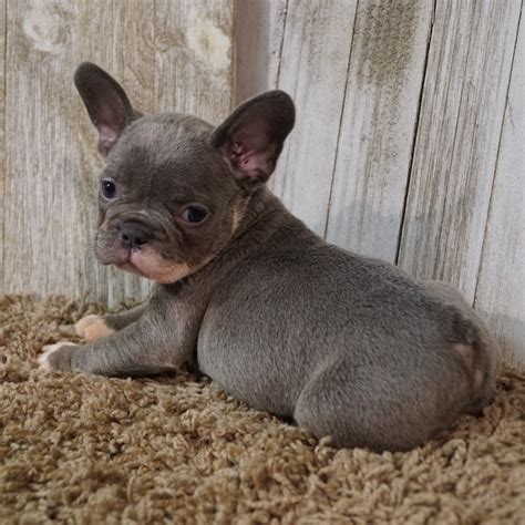 Few dogs are as recognizable as the french bulldog. FRENCH BULLDOG | FEMALE | ID:7364-TF - Central Park Puppies