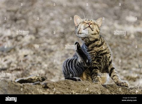Scratching Face Hi Res Stock Photography And Images Alamy