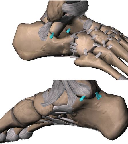 Ligaments At The Inter Tarsal Joints Flashcards Quizlet