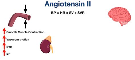 Angiotensin Ii Receptor Blockers Arbs Indications Side Effects