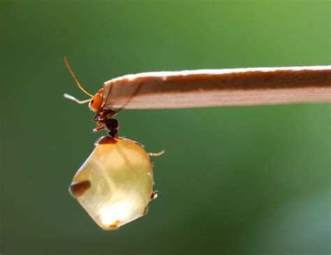 Honey Pot Ants Wild About Ants