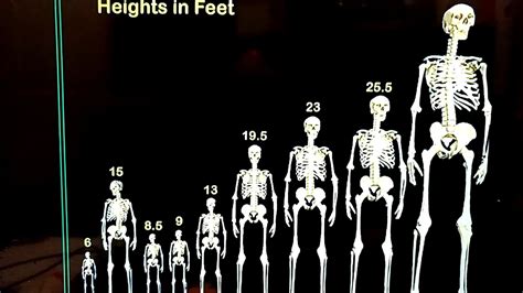 Quickly convert between centimeters, meters, feet and inches with this height converter. GOOGLE SEARCH 'GIANT SKELETONS' + ADAM WAS 15 FEET TALL ...
