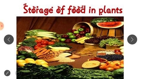 Storage Of Food In Plants Youtube