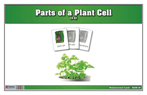 Montessori Materials Parts Of A Plant Cell Nomenclature Cards 3 6
