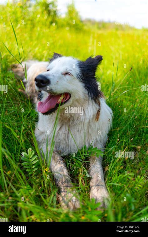 Portrait Of A White Dog Breed Yakut Laika Lies On The Green Grass In