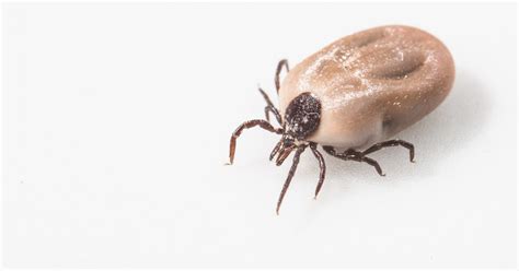 Without finding a tick attached and. WATCH OUT: Ticks, other bugs will be plentiful in 2016