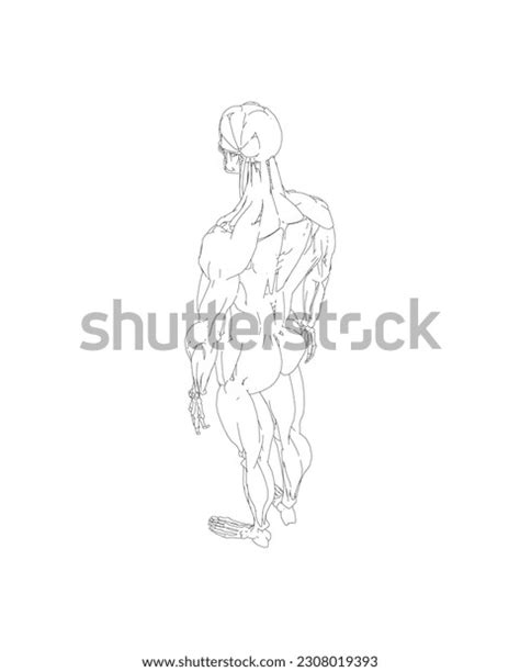 Human Body Anatomy Male Man Contour Stock Vector Royalty Free