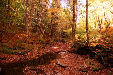 Leaves Creek Hiking Trail Forest Foliage Autumn Fall Nature Pictures