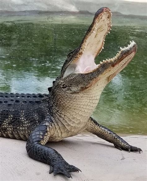 Gatorworld Parks Of Florida Drive Through Wildlife Attraction Debuts
