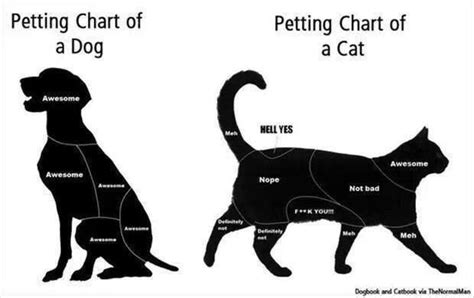 Petting Chart Of Dogs And Cats How True Is This Cat Vs Dog Dog